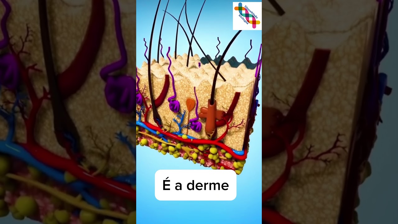 Como é a pele? #shortvideo #shortsvideo #shorts #short #enem #cienciasbiologicas #curiosidades #bio
