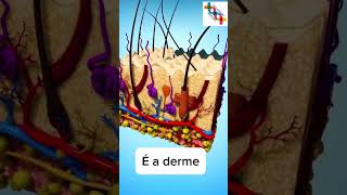 Como é a pele? #shortvideo #shortsvideo #shorts #short #enem #cienciasbiologicas #curiosidades #bio