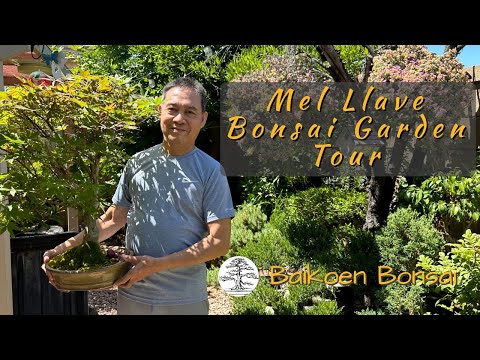 Mel Llave - Bonsai Garden Tours - Baikoen Bonsai Club