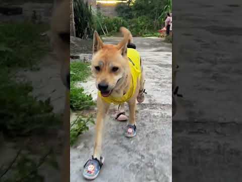 omg thats crazy things ever #funnyDog 2