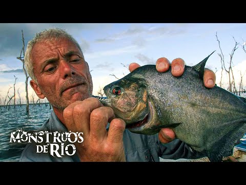 Piraña: La Pesadilla de Río | T1 E01 | Monstruos de Río