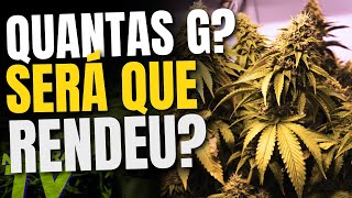 VEJA como EXPLODIR o CRESCIMENTO da PLANTA!