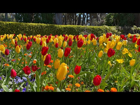 Beautiful flowers. Queen Wilhelmina Garden.