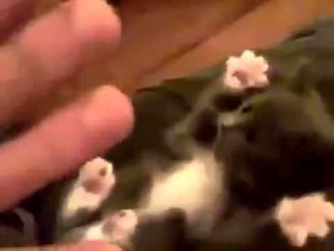 Cutest cat on Facebook