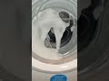 Candy Washing Machine Synthetic 40 Overload Overdose Extreme Sudslock Cancelled Spin 1