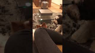 ドゥードゥルとパピヨンのプロレスごっこ✨