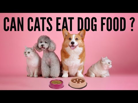 Can Cats Eat Dog Food ? | A Comprehensive Cat Diet Guide!