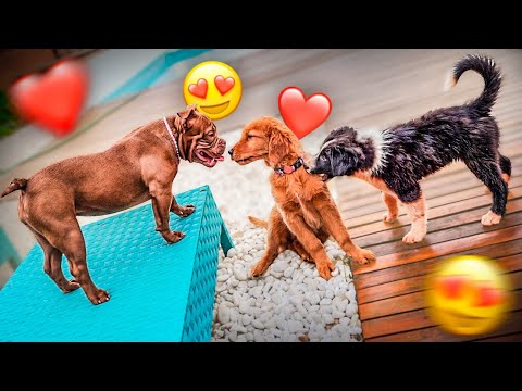 TODOS OS CACHORROS DA CASA JUNTOS POR UM DIA