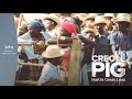 The Creole Pig Haiti S Great Loss A WLRN Original Production
