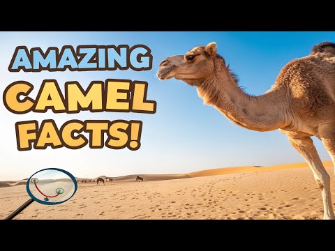 🐪 Amazing Camel Facts for Kids! 🌵 Fun & Educational Animal Video | Did You Know about Camels?