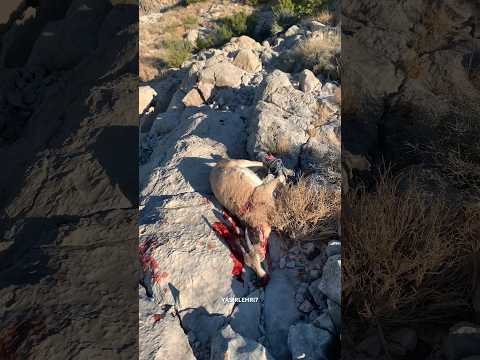 Hunting Markhor 🐐♥️ #newshorts #youtubeshorts #hunting #naturelovers #adventurelovers