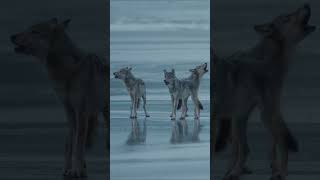 Learn the key secrets to become a successful nature &amp; wildlife photographer with Paul Nicklen