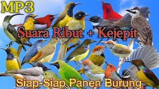 Download lagu MP3 Suara Pikat Burung Kejepit Kombinasi Burung Kecil 💯% Bakal Ampuhh mp3 Download lagu MP3 Suara Pikat Burung Kejepit Kombinasi Burung Kecil 💯% Bakal Ampuhh mp3