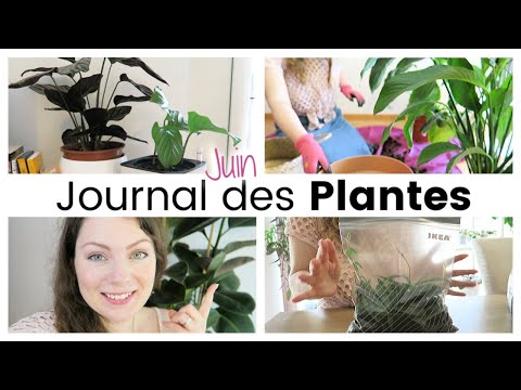 Journal des plantes - Plante géante, sachets de bouturage et rempoter la fleur de lune | Plant Life