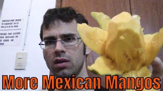 Ataulfo & Pineapple Mango Review - Weird Fruit Explorer Ep. 294