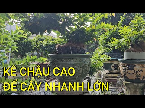 🔴 QBS23464 - HOW TO TAKE CARE OF NORTHERN APRICOT TREES TO GROW QUICKLY AFTER CHANGING PLANTING M...