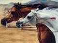 The Beauty of the Arabian Horse 