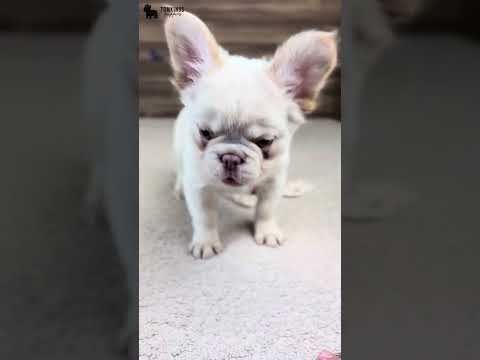 Video 5
