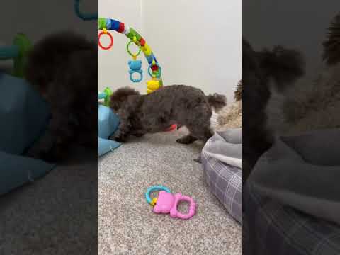 Playful and loyal is what this boy is all about!
