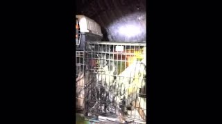 Cuccioli di cani e gatti trovati ammassati dentro un furgone