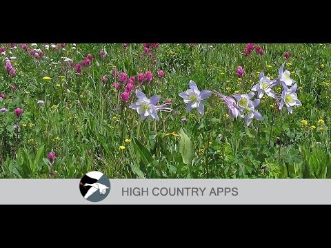Colorado Rocky Mtn Wildflowers Video