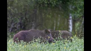 Šernas (Sus scrofa)