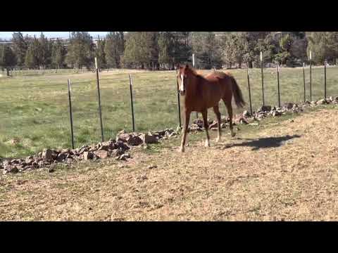 SOLD Pure Polish 2019 Arabian filly SBR Estera for sale Granddaughter of Emigrant and Ecaho