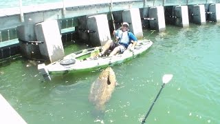 Watch This Angler Reel In A 500-Pound Grouper From His Kayak!!!