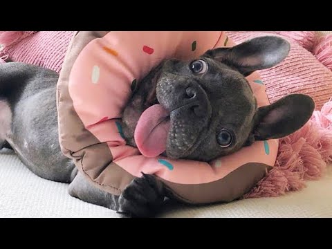 French Bulldogs Are the Funniest Dogs Around! 😎 Funny Animal Videos 2025
