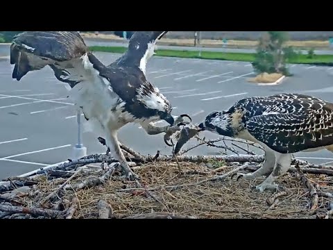 Osprey Chick Antali Grabs Fish, Eats It In Pieces, And Swallows Down Tail – Aug. 13, 2024