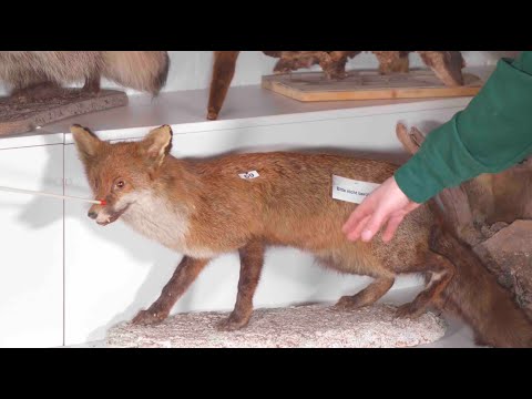 Parey Hunting Training - Exam Simulation Part 10 - Birds of Prey