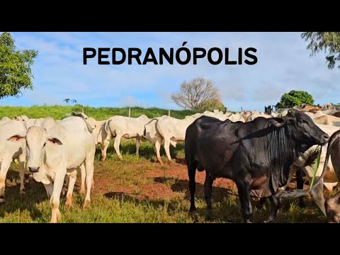 Pedranópolis SP - Passeio da Rota 408 pela cidade de Pedranópolis - 11° Temp - Ep 42