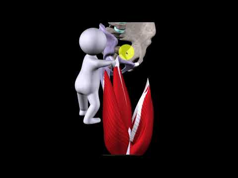 Musculus quadriceps femoris (four-headed thigh muscle)