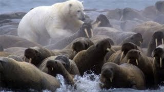 Polar Bear video thumbnail