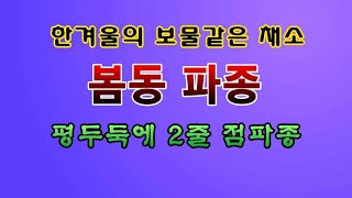 [텃밭농부 2,080]  추운 한겨울에 소중한 채소. 봄동 파종 #봄동재배
