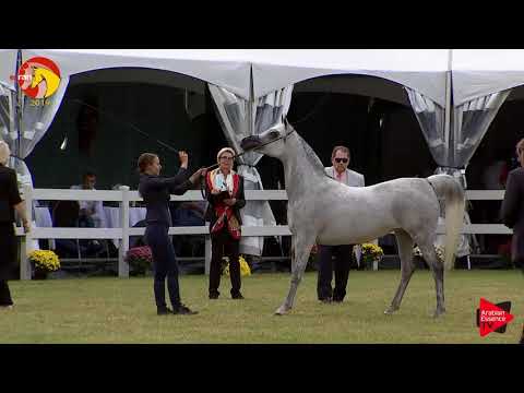 N.52 RA JWA - ELRAN CUP 2019 - Mares 10+ years old (Class 11)