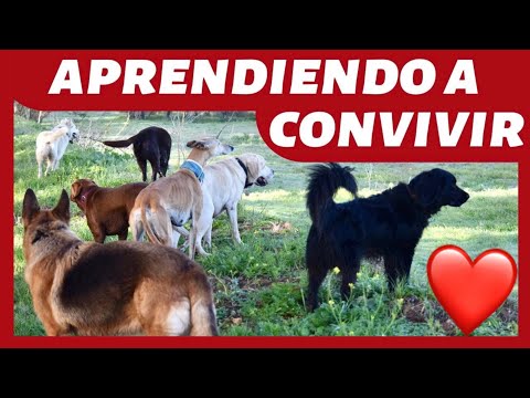 How to Socialize an Adult Dog? 👍 - Basic Rules of Living Together ✅