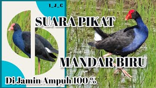 Download lagu 🔴Suara Burung Mandar Biru Sangat Cocok untuk Pikat mp3