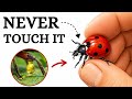 This Is Why You Should Never Touch A Frightened Ladybug