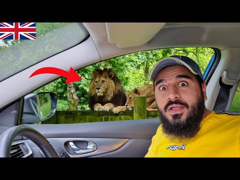 Going to Biggest wild safari 🐅 in England 🇬🇧 | Day 8 | UK trip | Mustafa Hanif BTS | Daily vlogs