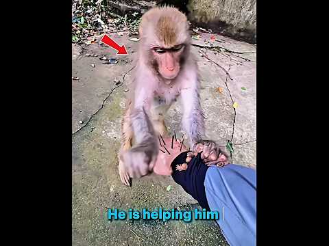 Monkey help moment❤️‍🩹 #poormonkey #monkey #help #prashanttrolledit