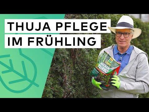 Thuja Hecke Düngen & Pflegen im Frühjahr - Alles, was jetzt zu tun ist ✅