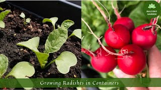 How to Grow Radish in Containers | Growing Radishes in Containers | From Seed to Harvest
