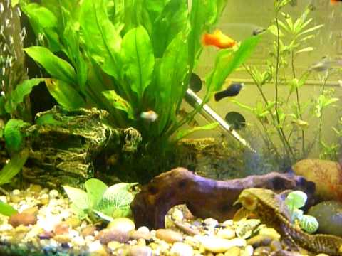 My beautiful and lively 4ft tropical fish tank