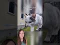 Cat Walks Her Human To School And Back Every Single Day Cats Shorts