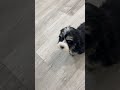 Mini Bernedoodle dogs for sale: Hunter - Video 1