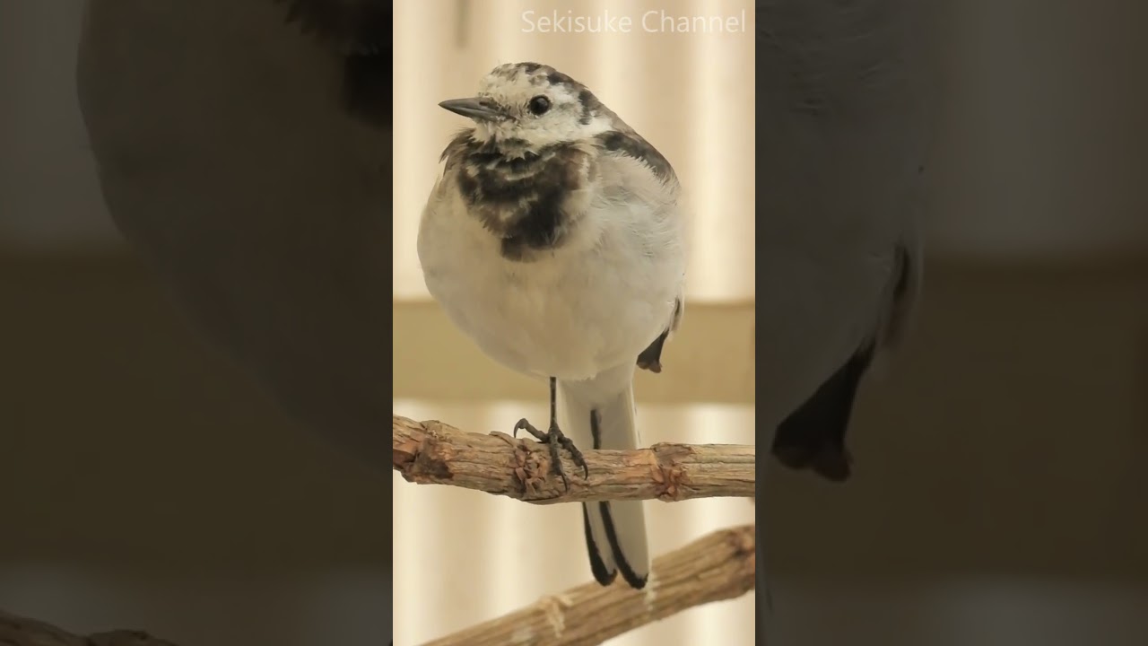 【ちょっと珍しい】ハクセキレイ（♀）のさえずり