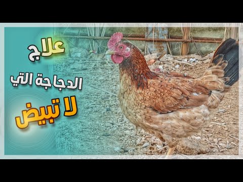 , title : 'كيف علاج الدجاجة التي لا تبيض بدون سبب ؟'