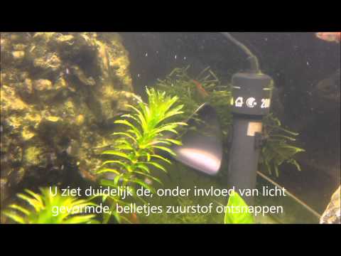download lagu mp3 mp4 Zuurstofplanten, download lagu Zuurstofplanten gratis, unduh video klip Zuurstofplanten