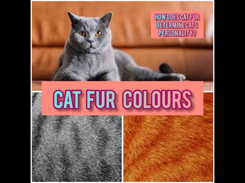 How fur colours determine the personality of your cat